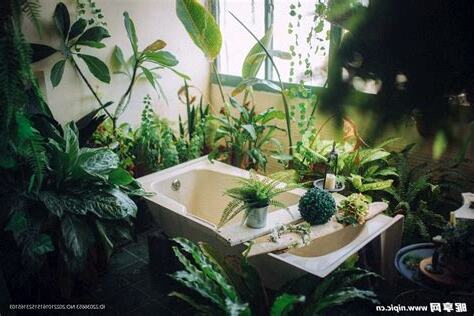 浴室 植物